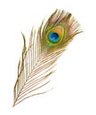 Colorful feathered tail of male peacock on white background