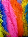 Colorful feathers, blue, pink, orange, yellow Royalty Free Stock Photo