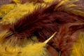 Colorful feathers, chicken feathers background texture Royalty Free Stock Photo