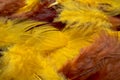 Colorful feathers, chicken feathers background texture Royalty Free Stock Photo