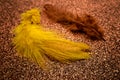 Colorful feathers, chicken feathers background texture Royalty Free Stock Photo