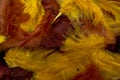 Colorful feathers, chicken feathers background texture Royalty Free Stock Photo