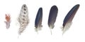 Colorful feathers collection, set from random birds