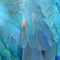 Colorful feathers, feature as background texture.