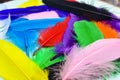 Colorful feathers closeup image