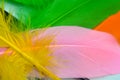 Colorful feathers closeup image