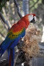 Colorful Feathers on a Parrot on a Perch Royalty Free Stock Photo