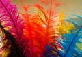 Colorful feathers Royalty Free Stock Photo