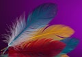 Colorful feathers with a purple background Royalty Free Stock Photo