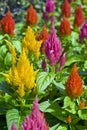 Colorful Feathery Flowers