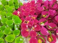 Colorful felt baskets Royalty Free Stock Photo