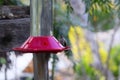 California Wildlife Series - Anna Hummingbird - Calypte Anna Royalty Free Stock Photo