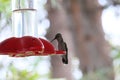 California Wildlife Series - Anna Hummingbird - Calypte Anna Royalty Free Stock Photo