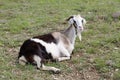 Colorful female goat lying down on mountain