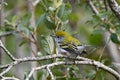 Chestnut-sided Warbler sits perched on a branch