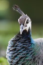 Colorful Female Peacock.