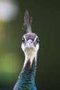 Colorful Female Peacock.