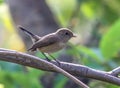 The female Red-breasted Flycatcher Ficedula parva on a branch Royalty Free Stock Photo