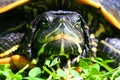 A Sun Basking Turtle Beside A Pond