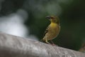 Colorful , female Weaver bird at alert