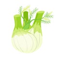 Colorful fennel vector illustration isolated on white background