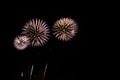 purple dandelions of the feast