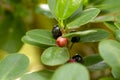 Colorful Ficus microcarpa fruit, with green leaves, shallow focus Royalty Free Stock Photo