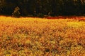 Colorful Field Of Arizona Wildflowers Royalty Free Stock Photo