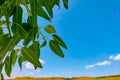 Colorful field background with green leaves against a blue sky with clouds. Fertility and agriculture concept Royalty Free Stock Photo