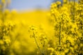 Raps field landscape Royalty Free Stock Photo