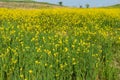 Colorful field of blooming raps in spring