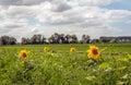 Colorful field edge along a Dutch meadow