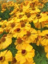 A colorful field filled with bright yellow Helenium flowers