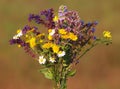 Colorful field flower bouquet with chamomile, woodland sage, fleabane, wild marjoram and bellflower Royalty Free Stock Photo