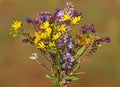 Colorful field flower bouquet with chamomile, woodland sage, fleabane, wild marjoram and bellflower Royalty Free Stock Photo