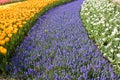 Colorful field of flowers