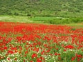 Poppy and Chamomile flowers spring field in Zagros mountains , Iran Royalty Free Stock Photo