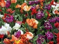 Colorful field with fringed tulips