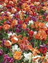 Colorful field with fringed tulips