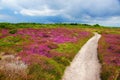 Colorful field landscape