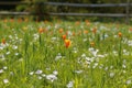 Colorful Field of Orange and White Flowers Royalty Free Stock Photo