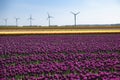 A colorful field of purple Dutch tulips.