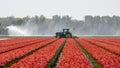 A colorful field of red Dutch tulips. Royalty Free Stock Photo