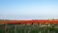 A colorful field of red Dutch tulips. Royalty Free Stock Photo