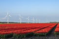 A colorful field of red Dutch tulips. spring landscape Noordoostpolder Royalty Free Stock Photo