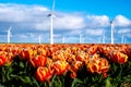 A colorful field of red and yellow tulips dances in the breeze, overlooking a backdrop of ancient windmills turning Royalty Free Stock Photo