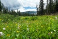 Colorful field of spring wildflowers in Colorado Landscape Royalty Free Stock Photo