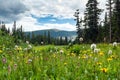 Colorful field of spring wildflowers in Colorado Mountain landscape Royalty Free Stock Photo