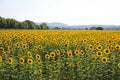 Colorful Field of Sunflowers, Tuscany, Italy Royalty Free Stock Photo