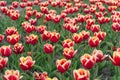 Colorful field tulips. Beautiful bright tulips fields. Enjoying spring day. Netherlands sightseeing. Truly striking Royalty Free Stock Photo